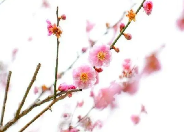 养殖科普|梅花喜阴还是喜阳