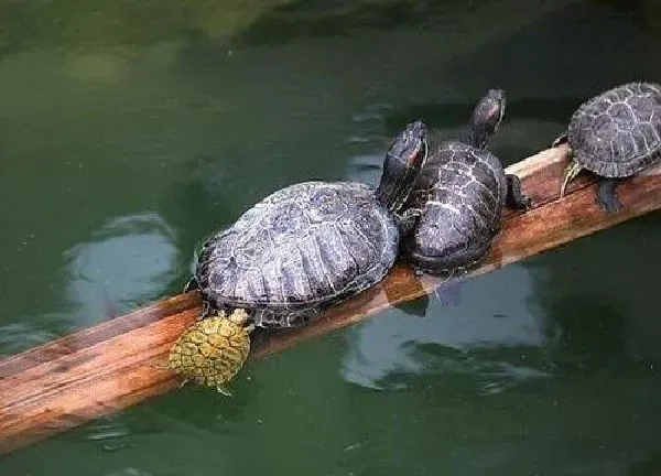 植物浇水|养乌龟的水可以浇花吗