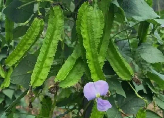 种植百科|四棱豆种植多久开花结果