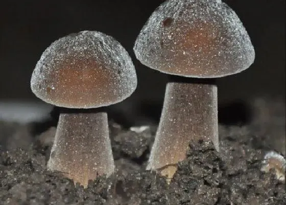 植物百科|鸡纵菌生长在什么地方