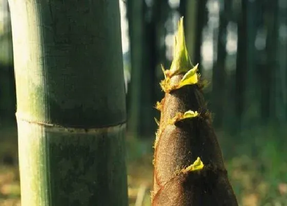 冬天植物|毛竹耐多少度低温