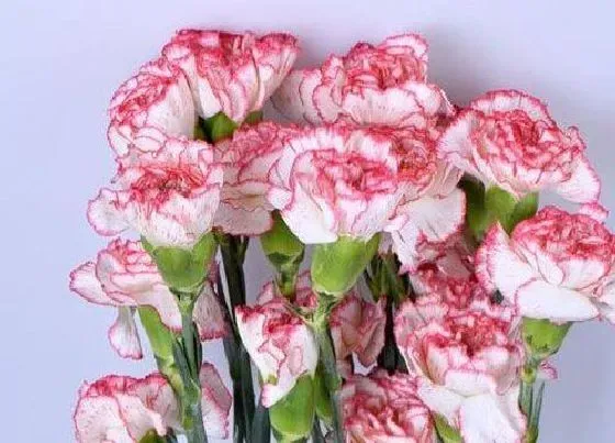 送花|结婚周年送什么花合适 结婚纪念日送什么花好