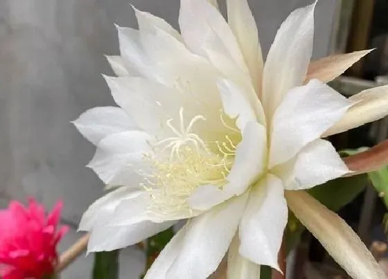 习性特点|昙花的样子和特点描写