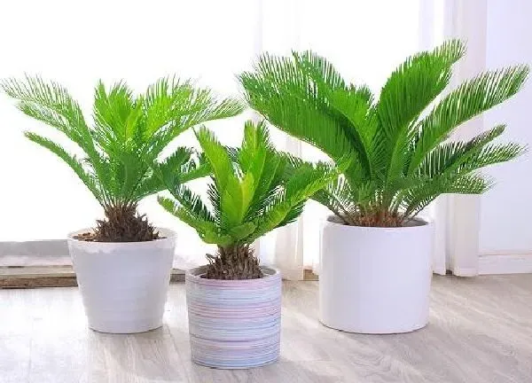 植物移栽|铁树什么时候换盆合适