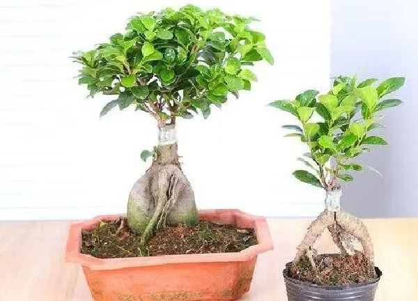 植物移栽|榕树什么时候换盆好
