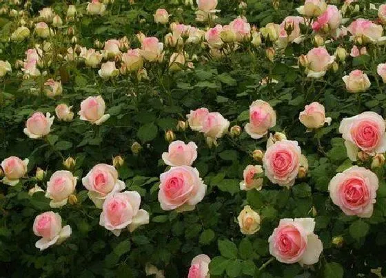 开花时间|爬藤月季什么时候开花 花期时间与季节