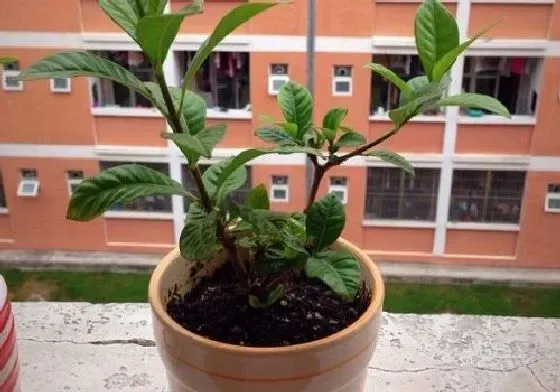 植物育苗|栀子花怎么缓苗 缓苗时间与方法