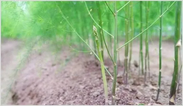 芦笋的高效种植技术及管理要点 | 农业技术