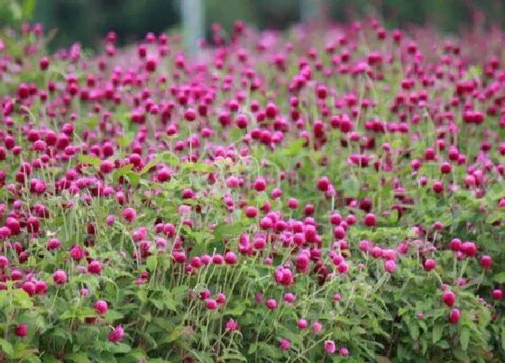 冬天植物|千日红冬天会死吗 冬季耐寒吗