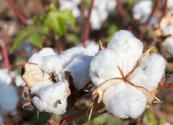 种植管理|新疆棉花几月份种植合适