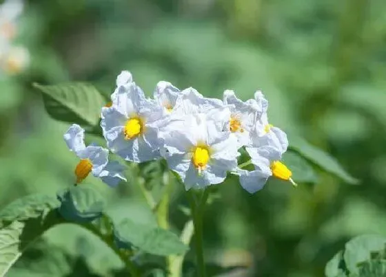 植物百科|马铃薯会开花吗 属于开花植物