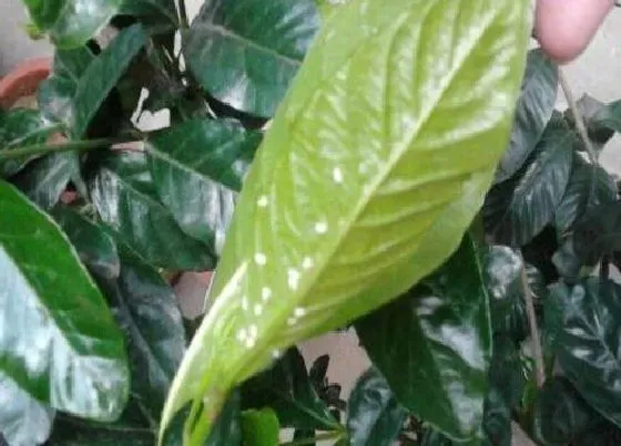 植物虫害|花叶子长虫子怎么办