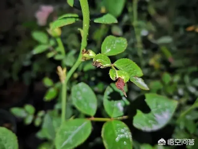 植物嫁接|月季花嫁接后接穗发黑是怎么回事，嫁接枝条发黑什么原因）