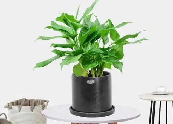 植物毒性|广东万年青开花有毒吗