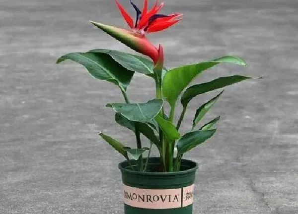 植物浇水|天堂鸟移盆后要浇水吗