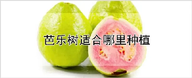 芭乐树适合哪里种植 | 耕种资料