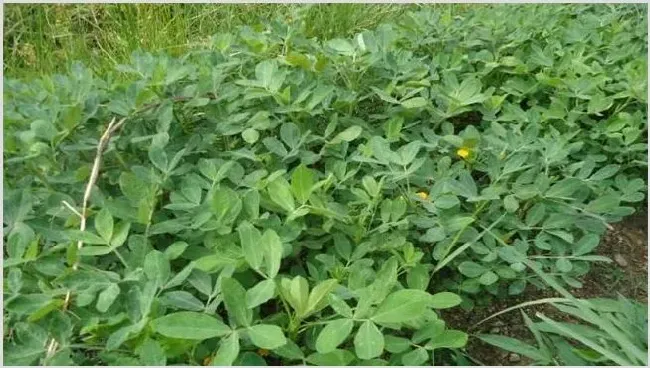 秋花生高产种植技术 | 养殖技术