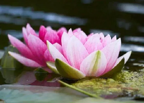 开花时间|莲花什么季节开花 一般几月份会开花