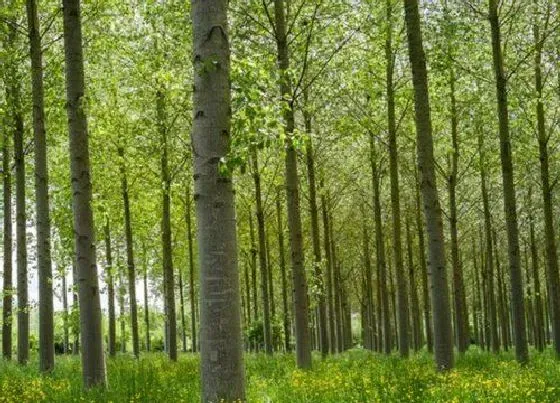 种植方法|杨树怎么种植 种植方法与管理要点
