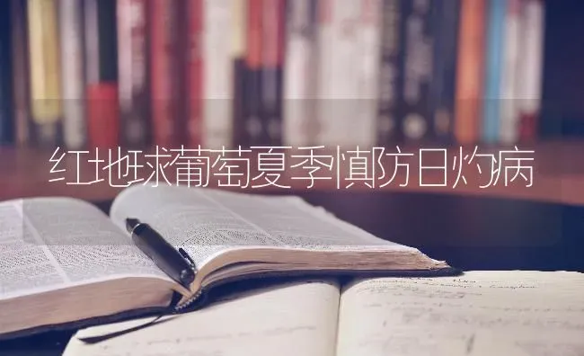 红地球葡萄夏季慎防日灼病 | 瓜果种植