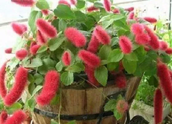 植物百科|猫尾红是多年生吗