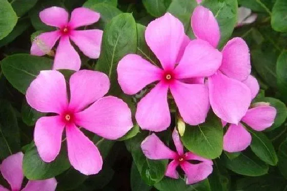 冬天植物|长春花怕冷吗 冬天怕不怕冻