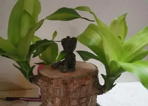 植物百科|巴西木什么人不能养