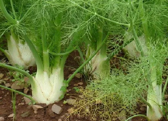 种植管理|茴香生长期多长时间