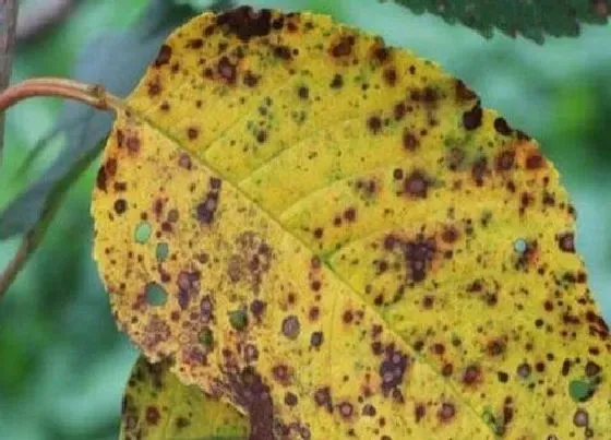 植物虫害|园艺植物病虫害防治技术与方法措施