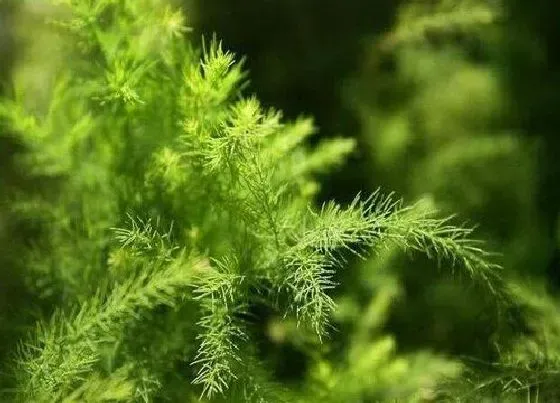 种植土壤|文竹配土方法与种植土壤