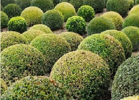 植物种类|马路绿化植物品种大全