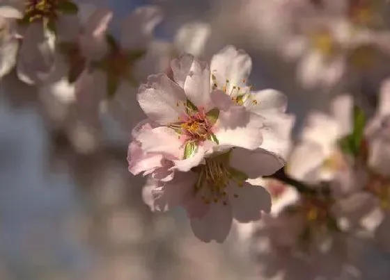 开花时间|杏树什么时候开花 几月份开花