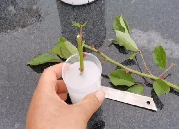 植物扦插|什么时候扦插月季花成活率高（月季花怎样插枝容易活）