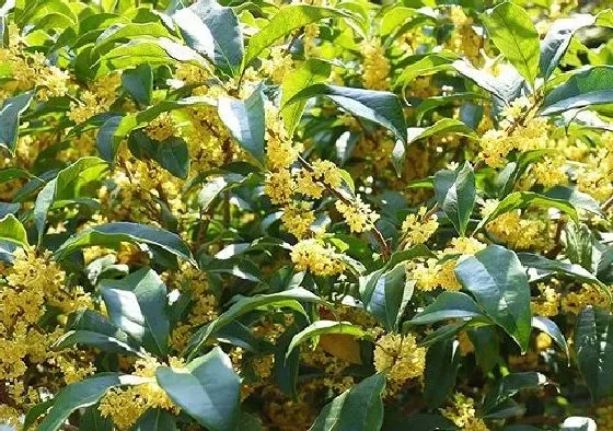 植物种类|桂花是乔木还是灌木 属于什么类植物