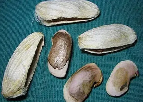 食用须知|芒果种子可以吃吗