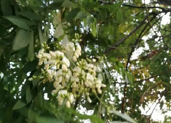 植物百科|腊树又叫什么树