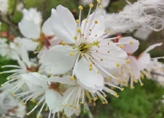 习性特点|樱桃花的样子和特点描写