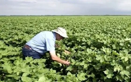 种植管理|棉花打顶时间及方法步骤(图解)