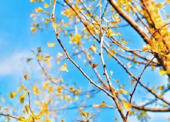 植物产地|银杏树是哪个市的市树