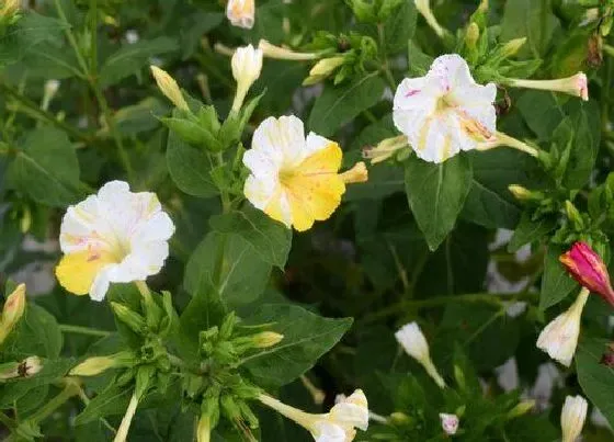 植物毒性|紫茉莉有毒吗 可以放在室内养吗