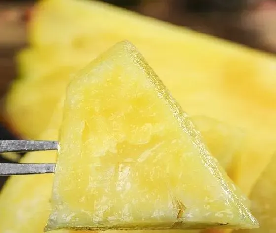 食用常识|凤梨是发物吗 是不是属于发物食物