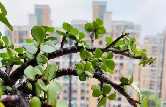 植物百科|金枝玉叶可以淋雨吗 下雨天可以放外面淋雨吗