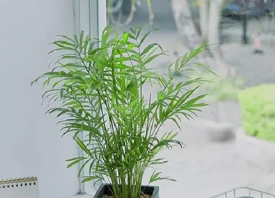 植物修剪|袖珍椰子树怎么修剪好看