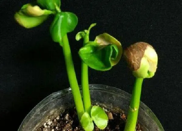 植物发芽|发财树怎么发芽快