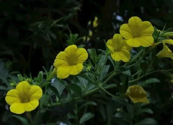 植物百科|需要春化的花卉有哪些