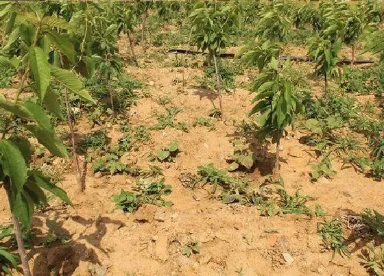 植物排行|叶变黄的植物有哪些