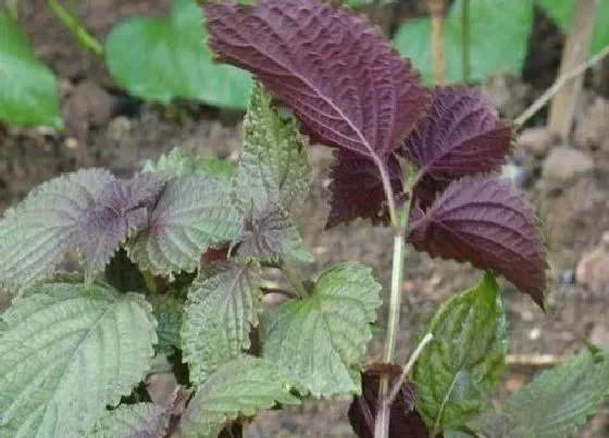 植物泡水|紫苏可以泡水喝吗