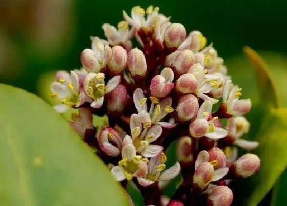 开花时间|桂花什么季节开花 开花时间