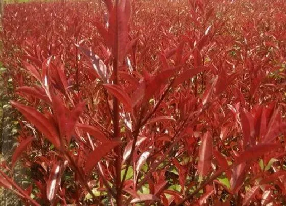 冬天植物|红花继木耐寒吗
