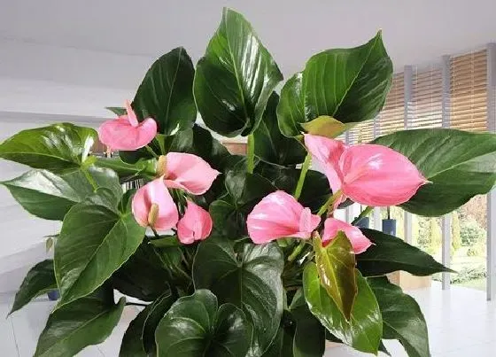 花语|粉掌的花语是什么意义